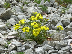 Erysimum humile