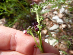 Scrophularia juratensis
