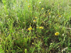 Tetraneuris linearifolia