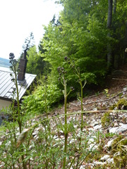 Scrophularia juratensis