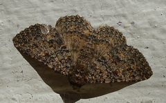Heteropalpia cortytoides