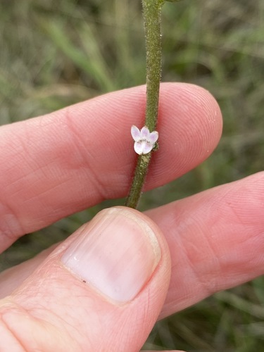 Cyphia bolusii image