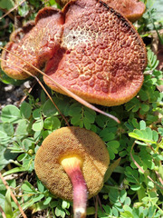Hortiboletus rubellus image