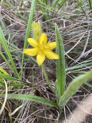 Hypoxis filiformis