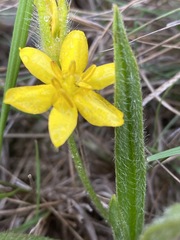 Hypoxis filiformis