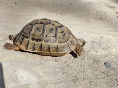 Testudo graeca