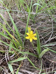 Hypoxis filiformis