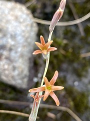 Dipcadi marlothii