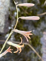 Dipcadi marlothii