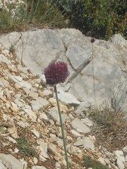 Allium