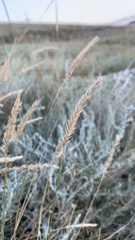Agropyron desertorum