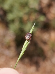 Dermacentor marginatus