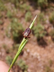 Dermacentor marginatus