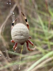 Neoscona rufipalpis