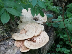 Cerioporus squamosus