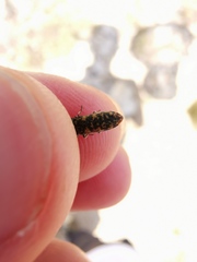 Acmaeoderella adspersula