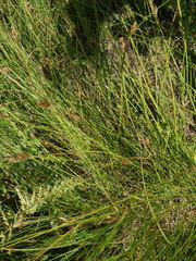 Carex praecox