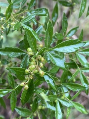 Searsia transvaalensis