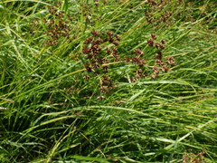 Juncus atratus