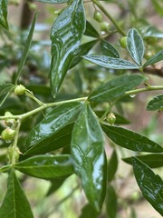 Searsia transvaalensis