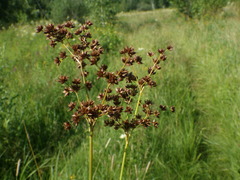 Juncus atratus