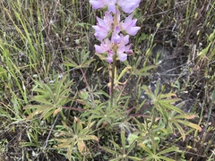 Lupinus microcarpus