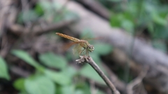 Brachythemis contaminata