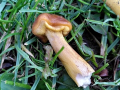 Armillaria gallica