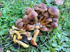 Armillaria gallica
