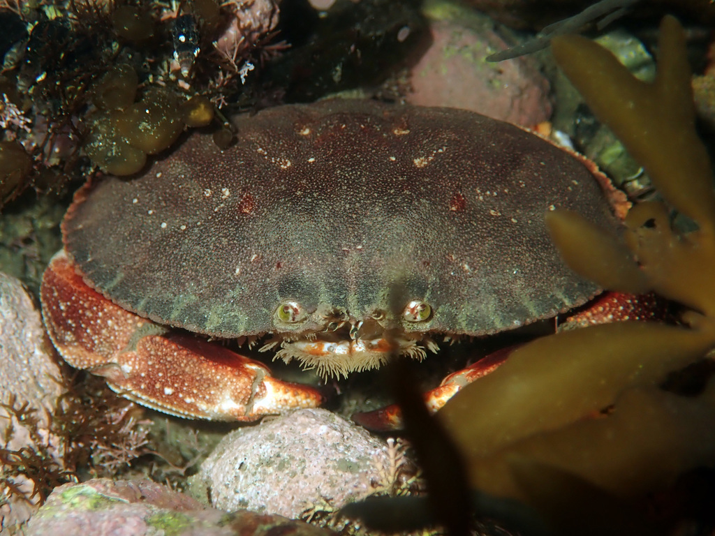 Pie Crust Crab