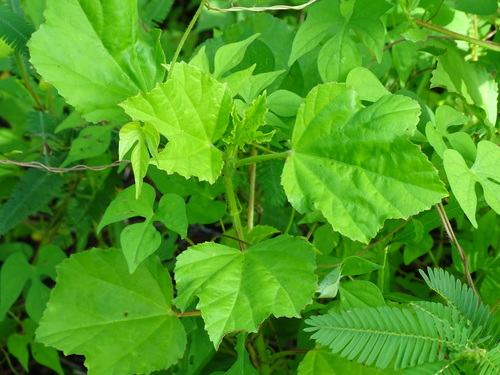 Image of Malachra fasciata by (c) Alexis López Hernández, some rights reserved (CC BY)