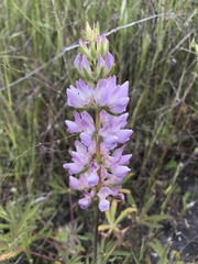 Lupinus microcarpus