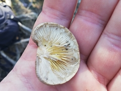 Pleurotus calyptratus
