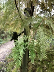 Taxodium distichum