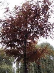 Taxodium distichum