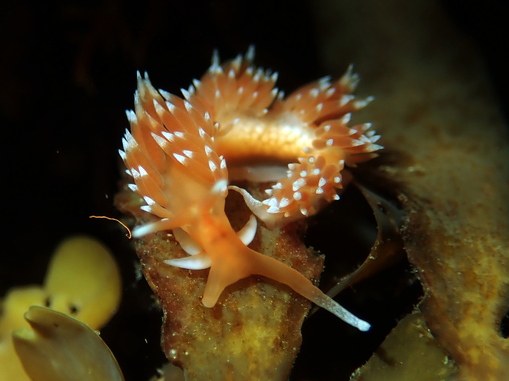 Phidiana milleri