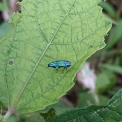 Agrilus acutus