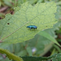 Agrilus acutus