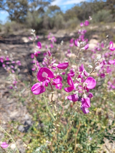Image of Swainsona greyana by (c) Nina Kerr, some rights reserved (CC BY)