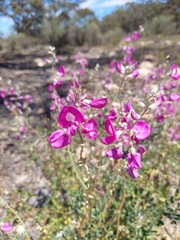 Nina Kerr, CC BY, iNaturalist via GBIF Swainsona greyana, photograph Nina Kerr, CC BY, iNaturalist via GBIF