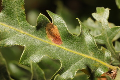 Phyllonorycter messaniella