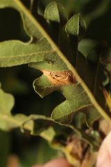 Phyllonorycter messaniella