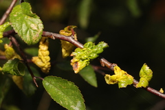 Brachycaudus helichrysi