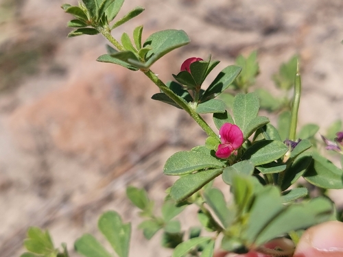 Image of Lotus cruentus by (c) Nina Kerr, some rights reserved (CC BY)