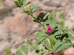 Lotus cruentus