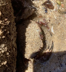 Nectocarcinus