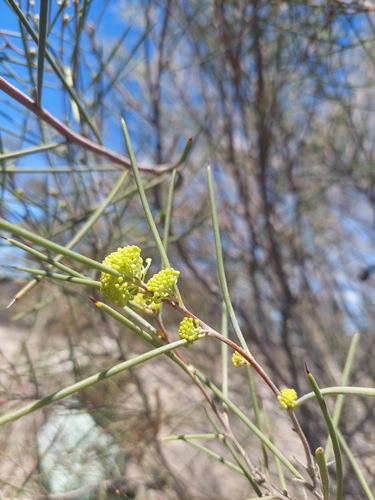 Image of Hakea leucoptera by (c) Nina Kerr, some rights reserved (CC BY)