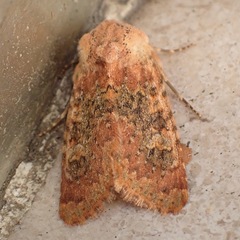 Polymixis argillaceago