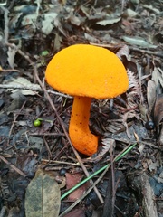 Aureoboletus auriflammeus