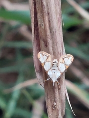 Cirrhochrista kosemponialis